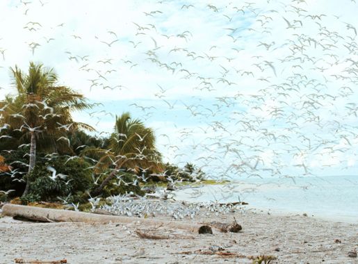 File:Helen Reef.jpg - Wikipedia