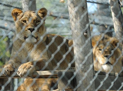 Our friends at the zoo > Minot Air Force Base > Article Display