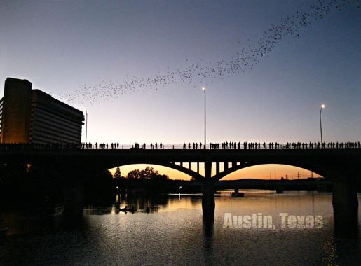 File:AustinTexasBats.jpg - Wikimedia Commons
