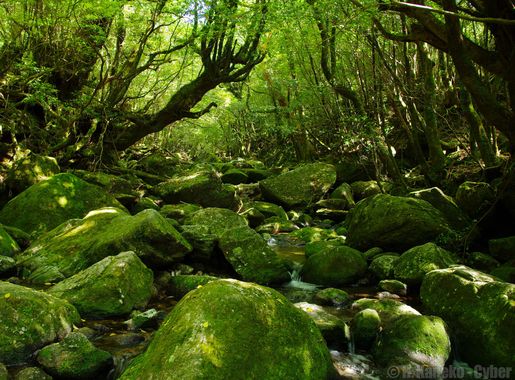File:白谷雲水峡 (Shiratani Unsui-kyo Gorge) 25 May, 2013 - panoramio.jpg -  Wikimedia Commons