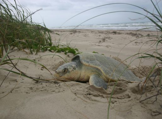 Padre Island National Seashore announces $153,000 project to analyze rising  sea level impacts on sea turtles - Padre Island National Seashore (U.S.  National Park Service)