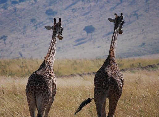 Zambia Wildlife 1080P, 2K, 4K, 5K HD wallpapers free download | Wallpaper  Flare