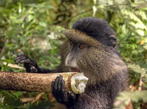 File:Golden monkey (Cercopithecus kandti) eating.jpg - Wikimedia Commons