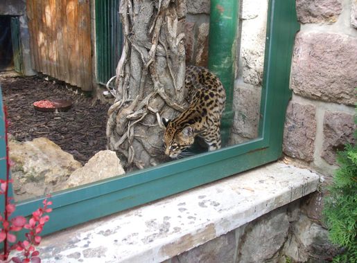 Súbor:Leopard4.jpg – Wikipédia