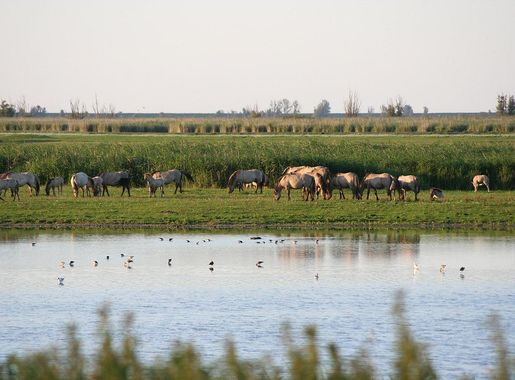 File:Oostvaardersplassen koniks.jpg - Wikimedia Commons