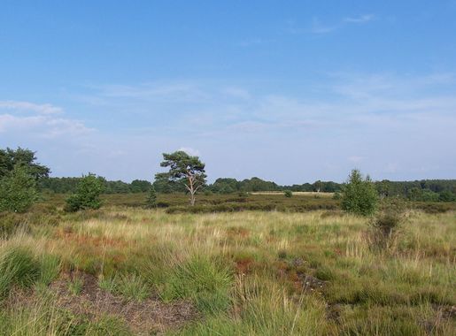 File:Mechelse Hei 050806.JPG - Wikipedia