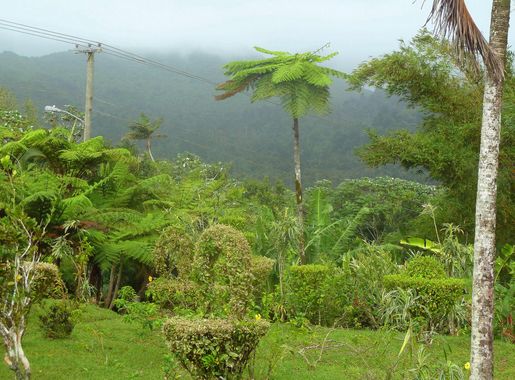 File:Im Grand Etang Nationalpark - panoramio.jpg - Wikimedia Commons