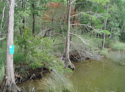 File:Weeks Bay National Estuarine Research Reserve-9.jpg - Wikimedia Commons