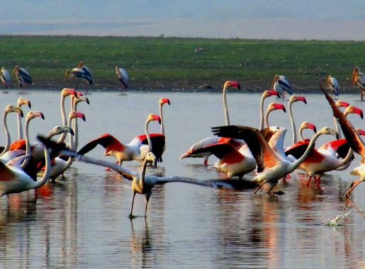 File:Flemingos@ujni.jpg - Wikimedia Commons