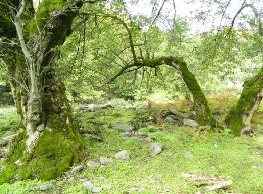 File:Utopia in Zaqatala.jpg - Wikimedia Commons