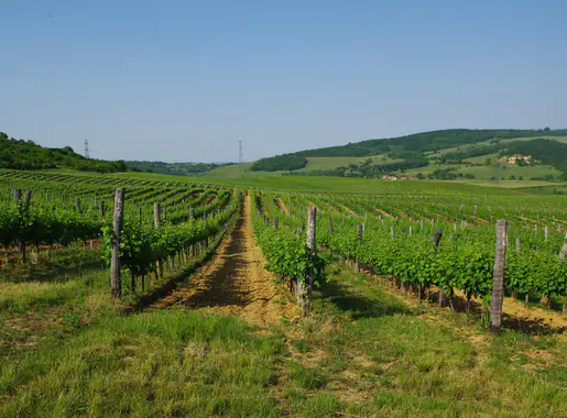 Szabolcs-Szatmár-Bereg photo 2