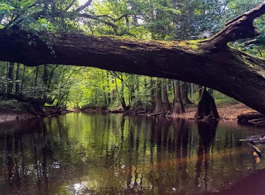 File:Congaree National Park (e28262a3-9691-418d-9cc4-c28c0cbcbf3c).jpg -  Wikimedia Commons