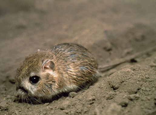 File:Tipton kangaroo rat 8046-5 1991.jpg - Wikimedia Commons