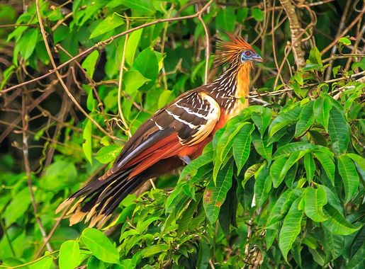 File:On the Rio Tambopata…the Hoatzin, the world's weirdest bird  (8445837318).jpg - Wikimedia Commons
