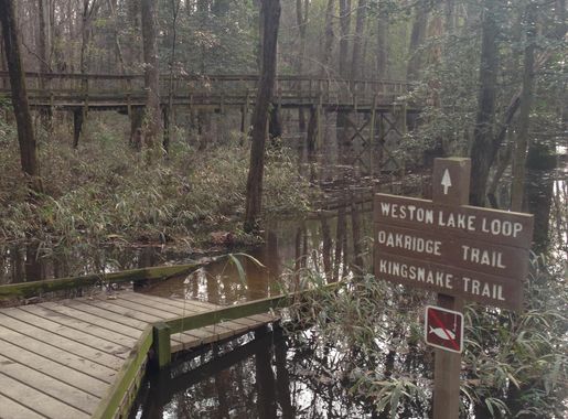 File:Congaree National Park winter 2.JPG - Wikimedia Commons