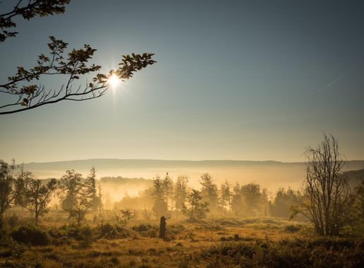 File:Moorlandschaft im Hochwald.jpg - Wikimedia Commons