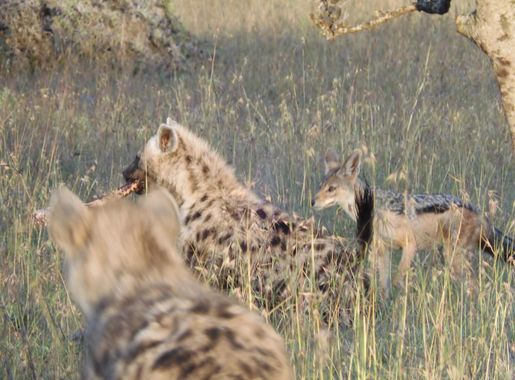 File:Spotted hyena and black-backed jackal - Ol Pejeta Conservancy  (49531208382).jpg - Wikimedia Commons
