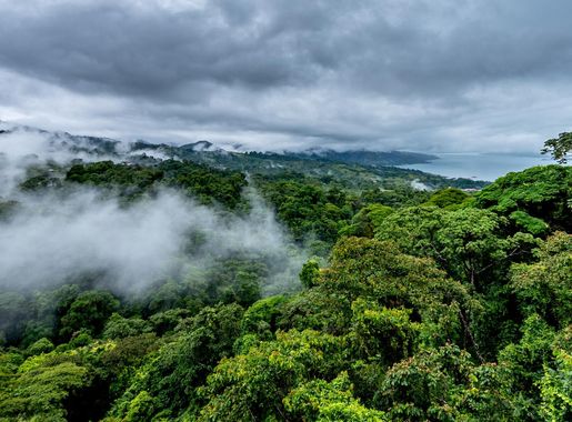 File:Cloud Forest (260448263).jpeg - Wikimedia Commons