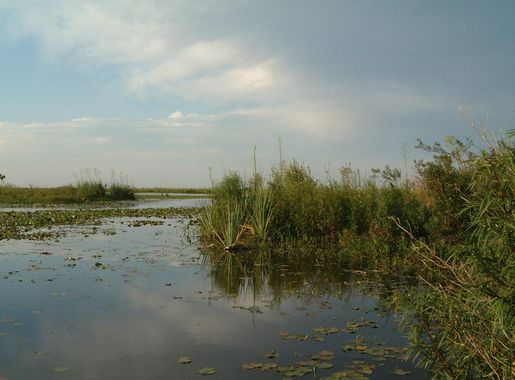 Archivo:2006.11.15 072 Laguna del Iberá Pellegrni Argentina.jpg -  Wikipedia, la enciclopedia libre