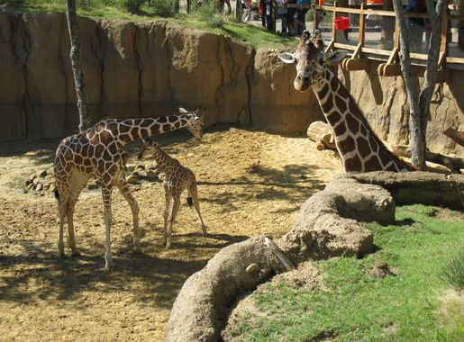 File:Dallas Zoo Giraffe Family.jpg - Wikimedia Commons