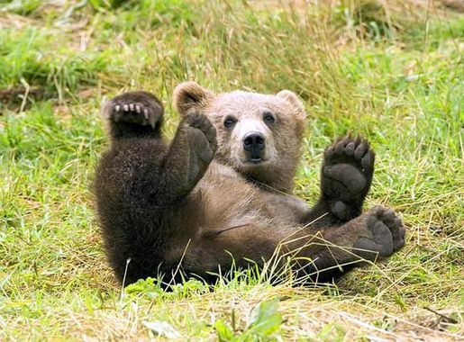 Free picture: grizzly bear, Kodiak, wilderness, refuge