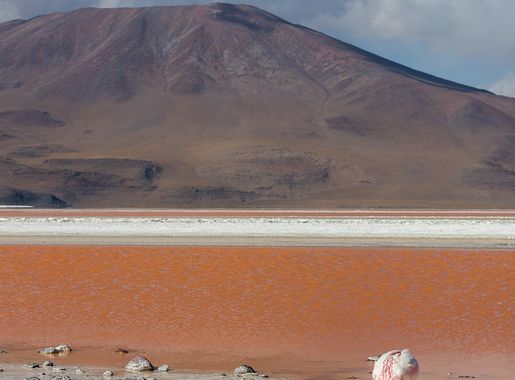 File:Flamenco andino (Phoenicoparrus andinus), Laguna Colorada, Bolivia,  2016-02-02, DD 97.JPG - Wikimedia Commons