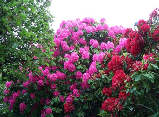 File:Garden with Rhododendrons.JPG - Wikimedia Commons
