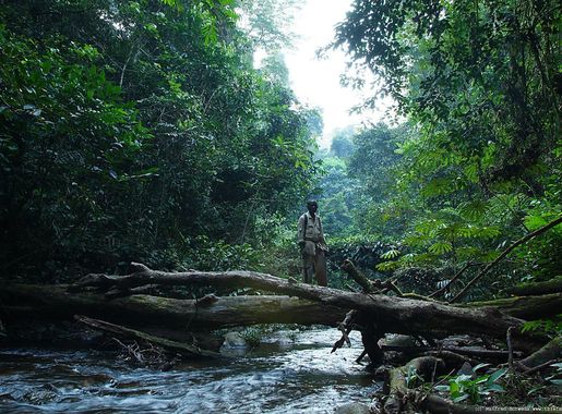 File:Mount Nimba rainforest.jpg - Wikimedia Commons