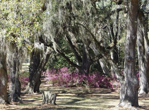 File:Avery Island, Louisiana-081.JPG - Wikimedia Commons