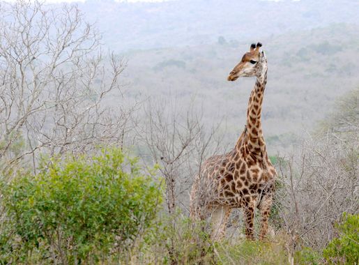 Free Images : landscape, prairie, adventure, wildlife, mammal, fauna,  savanna, wild animal, giraffe, grassland, vertebrate, safari, south africa,  giraffidae, hluhluwe 4288x2848 - - 697293 - Free stock photos - PxHere