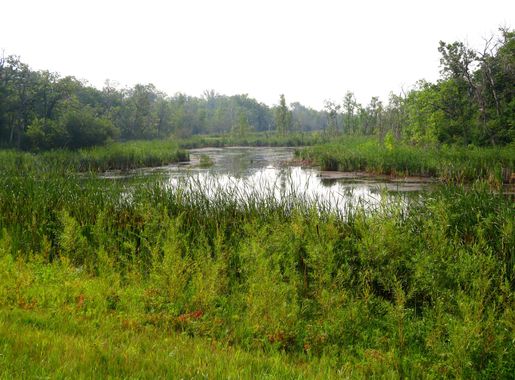 File:Turtle Mountain State Recreational Forest Near International Peace  Garden, North Dakota.jpg - Wikimedia Commons