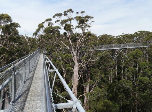 File:Valley of the Giants, Walpole Nornalup National Park 13.jpg -  Wikimedia Commons