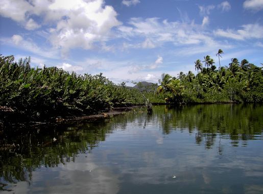 File:Indian River (Dominica).jpg - Wikipedia
