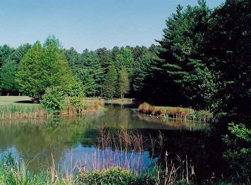 File:Blackbird pond.jpg - Wikimedia Commons