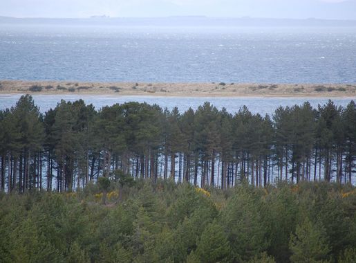 File:Culbin Forest, Scotland.jpg - Wikimedia Commons