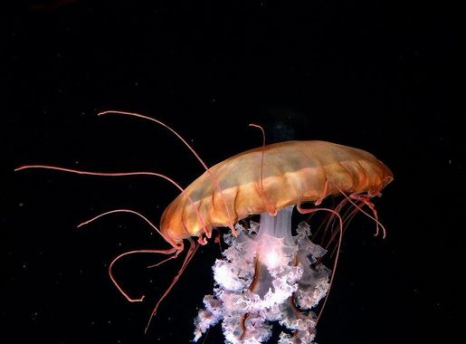 Georgia Aquarium, Atlanta, United States. | Free Photo - rawpixel