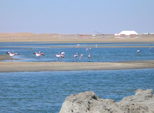 File:Flamingos Wavisbay.JPG - Wikimedia Commons
