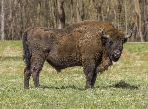 Plik:European bison (Bison bonasus) male Białowieza.jpg – Wikipedia, wolna  encyklopedia