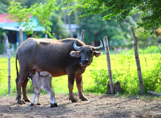 Free Images : nature, grass, wilderness, field, farm, meadow, wildlife, wild,  standing, horn, young, green, pasture, grazing, island, milk, baby, fauna,  calf, motherhood, outdoors, bull, feeding, mother, animals, drinking,  mammals, african, buffalo,