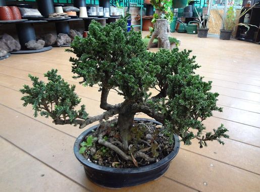 File:Jardín Botánico de Quito (Bonsai) Parque La Carolina.jpg - Wikimedia  Commons