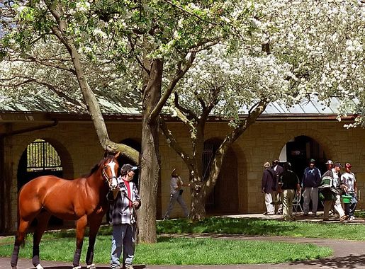 File:Lexington Kentucky - Keeneland Race Track Paddock In Spring  (4903109204) (2).jpg - Wikimedia Commons