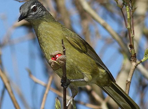 File:Stripe-cheeked greenbul, Arizelocichla milanjensis, at Seldomseen,  Vumba, Zimbabwe (21970911346).jpg - Wikimedia Commons