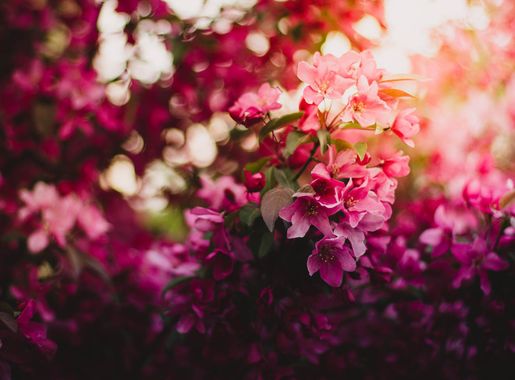 Free Images : nature, branch, sunlight, leaf, flower, petal, bloom, spring,  red, autumn, botany, pink, flora, season, cherry blossom, flowers, shrub,  macro photography, flowering plant 5184x3456 - - 944449 - Free stock photos  - PxHere