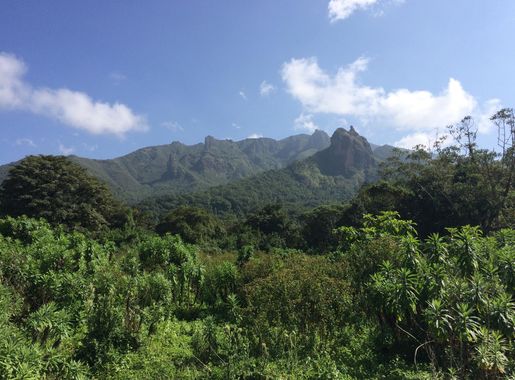File:Harenna Forest and Bale Mountains.jpg - Wikimedia Commons