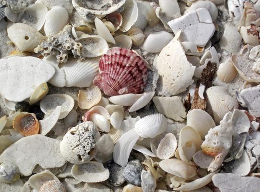 File:Mollusc shells on marine beach (Cayo Costa Island, Florida, USA) 10  (23700772703).jpg - Wikimedia Commons