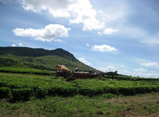 File:Tea plantation near Mulanje.JPG - Wikimedia Commons