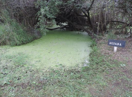 File:Aguada en Fortin Boquerón - panoramio.jpg - Wikimedia Commons