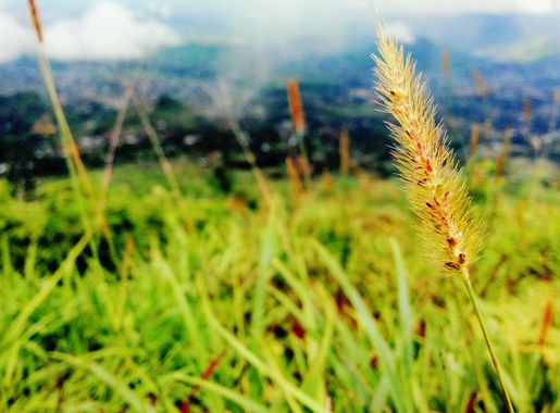 File:Emperors View- Zomba.jpg - Wikimedia Commons