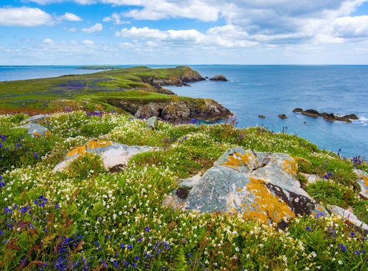Flowers and coastline landscape in Saltee Island Great, Ireland image -  Free stock photo - Public Domain photo - CC0 Images