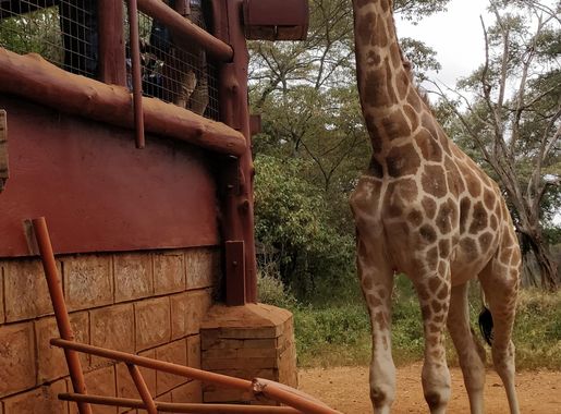 File:Girrafe centre Nairobi.jpg - Wikimedia Commons